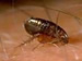 Adult Cat Flea