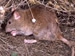 Adult Norway Rat
