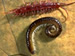 Centipede and Millipede