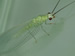 Green Lacewing Adult