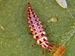 Green Lacewing Larva