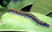 Tentcaterpillar