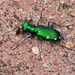 Tiger Beetle